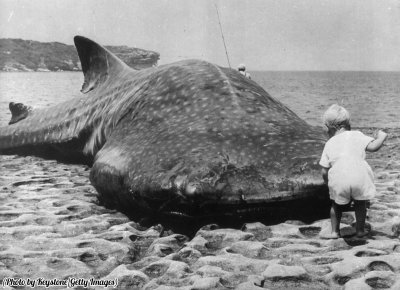 Маленький ребенок и гигантская китовая акула выброшенная на побережье Австралии. 1965 год.