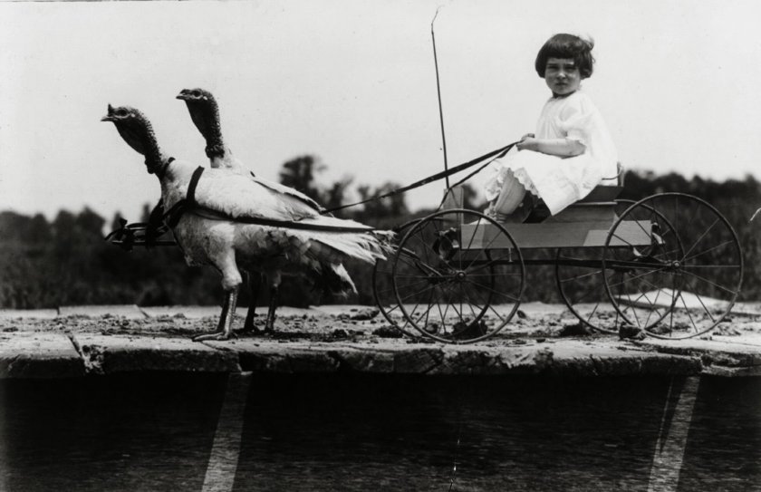 Девочка в повозке запряжённой двумя индюшками. 1909 год.